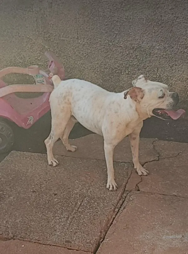 Cachorro raça Boxer idade 1 ano nome LOGAN
