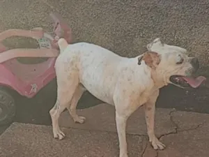 Cachorro raça Boxer idade 1 ano nome LOGAN