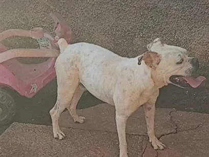 Cachorro raça Boxer idade 1 ano nome LOGAN
