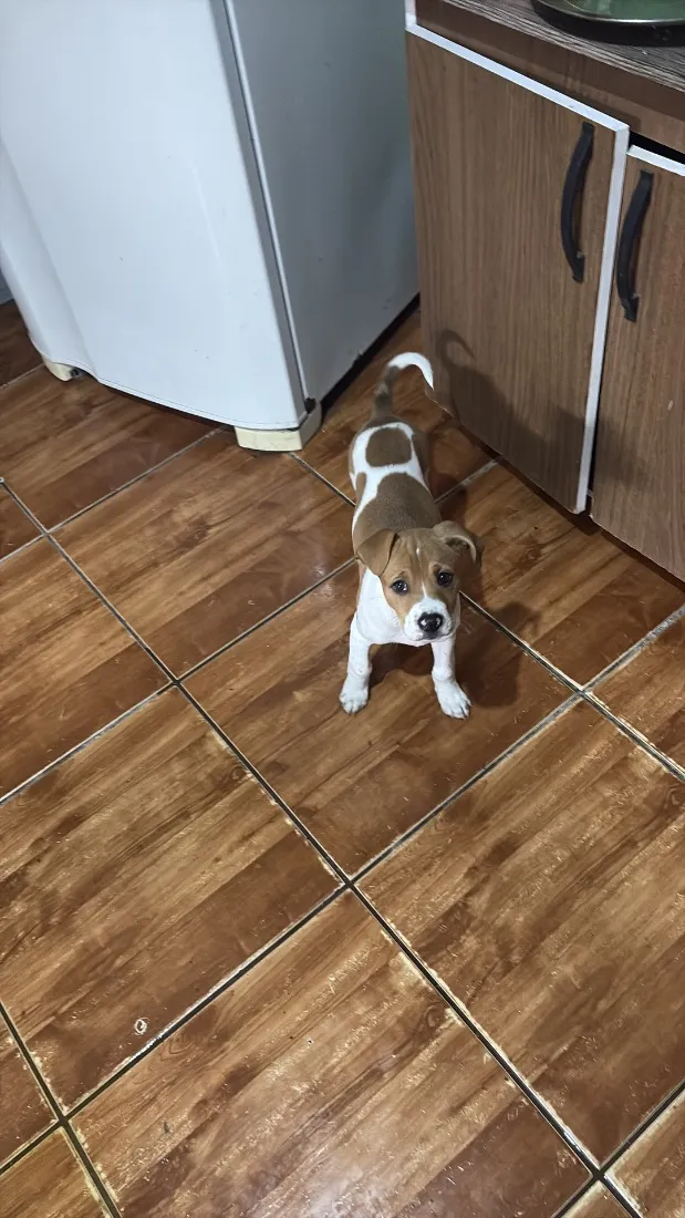 Cachorro raça SRD-ViraLata idade 2 a 6 meses nome Paçoca