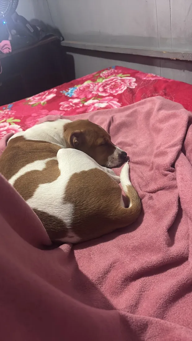 Cachorro raça SRD-ViraLata idade 2 a 6 meses nome Paçoca