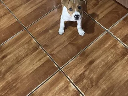 Cachorro raça SRD-ViraLata idade 2 a 6 meses nome Paçoca