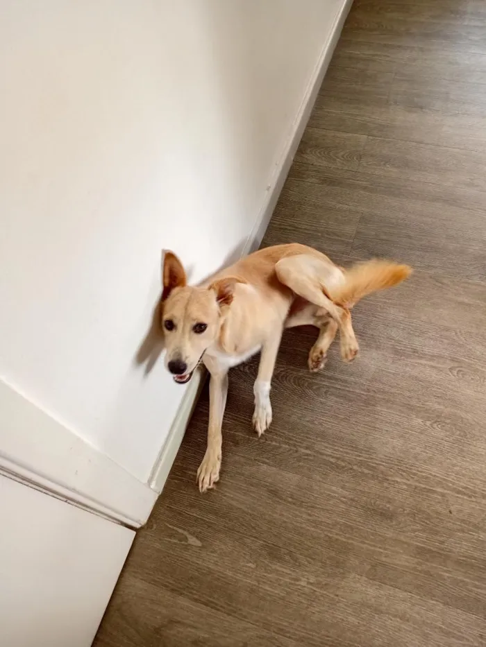 Cachorro raça SRD-ViraLata idade 7 a 11 meses nome Miguel Rabito 