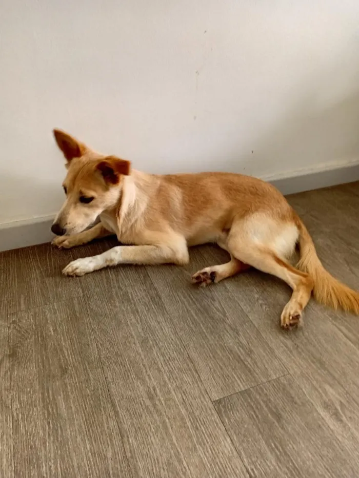 Cachorro raça SRD-ViraLata idade 7 a 11 meses nome Miguel Rabito 