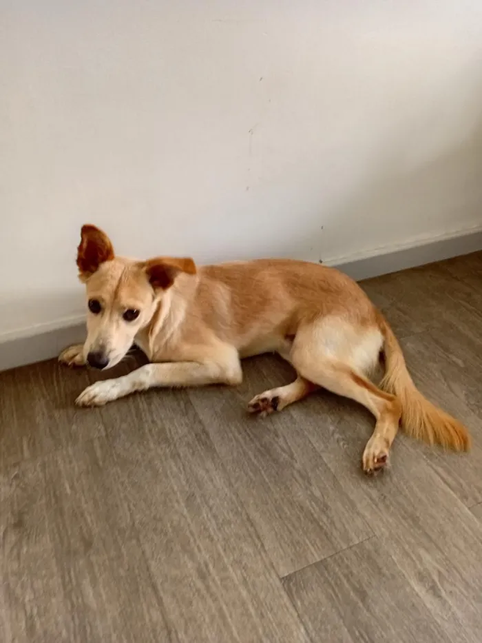 Cachorro raça SRD-ViraLata idade 7 a 11 meses nome Miguel Rabito 
