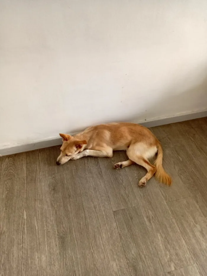 Cachorro raça SRD-ViraLata idade 7 a 11 meses nome Miguel Rabito 