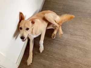 Cachorro raça SRD-ViraLata idade 7 a 11 meses nome Miguel Rabito 