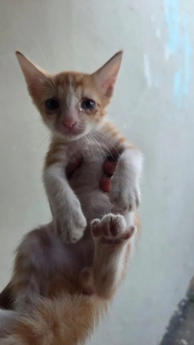 Gato raça SRD-ViraLata idade 2 a 6 meses nome Sem nome