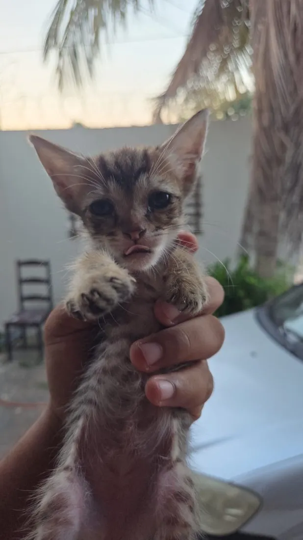 Gato raça SRD-ViraLata idade 2 a 6 meses nome Sem nome