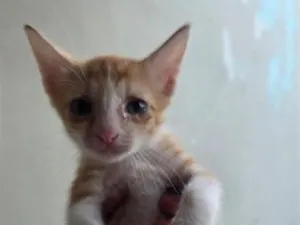 Gato raça SRD-ViraLata idade 2 a 6 meses nome Sem nome