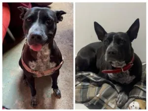 Cachorro raça SRD-ViraLata idade 3 anos nome Meggie
