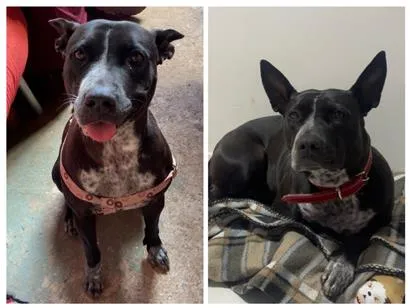 Cachorro raça SRD-ViraLata idade 3 anos nome Meggie