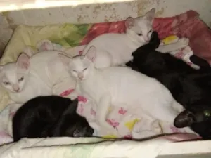 Gato raça SRD-ViraLata idade 2 a 6 meses nome eles não tem 