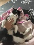 Pipito