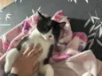 Pipito