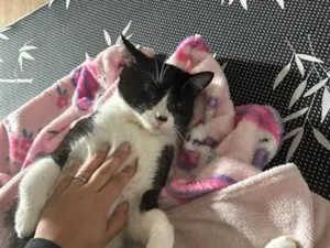 Gato raça SRD-ViraLata idade 7 a 11 meses nome Pipito