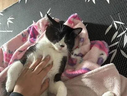 Gato raça SRD-ViraLata idade 7 a 11 meses nome Pipito