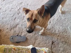 Cachorro raça SRD-ViraLata idade 4 anos nome thor 