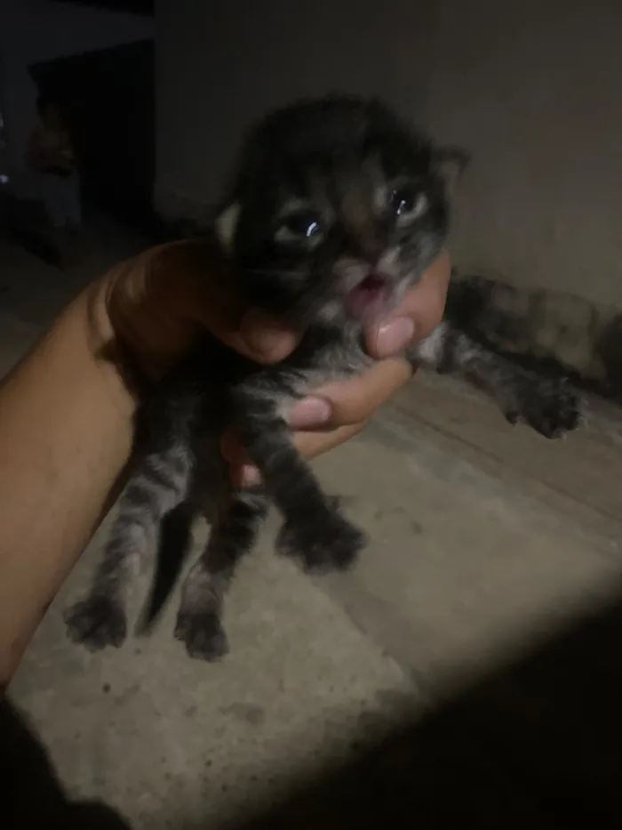 Gato raça SRD-ViraLata idade Abaixo de 2 meses nome Flash