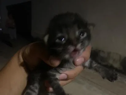 Gato raça SRD-ViraLata idade Abaixo de 2 meses nome Flash