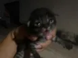Flash