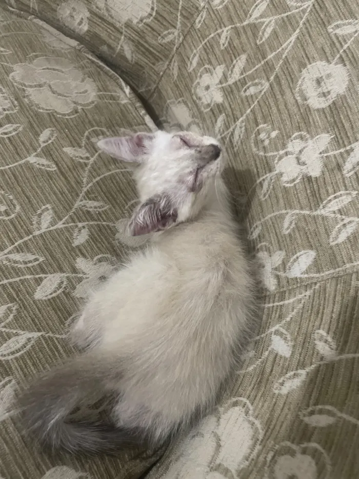 Gato raça Siamês idade Abaixo de 2 meses nome Mikasa