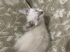 Gato raça Siamês idade Abaixo de 2 meses nome Mikasa
