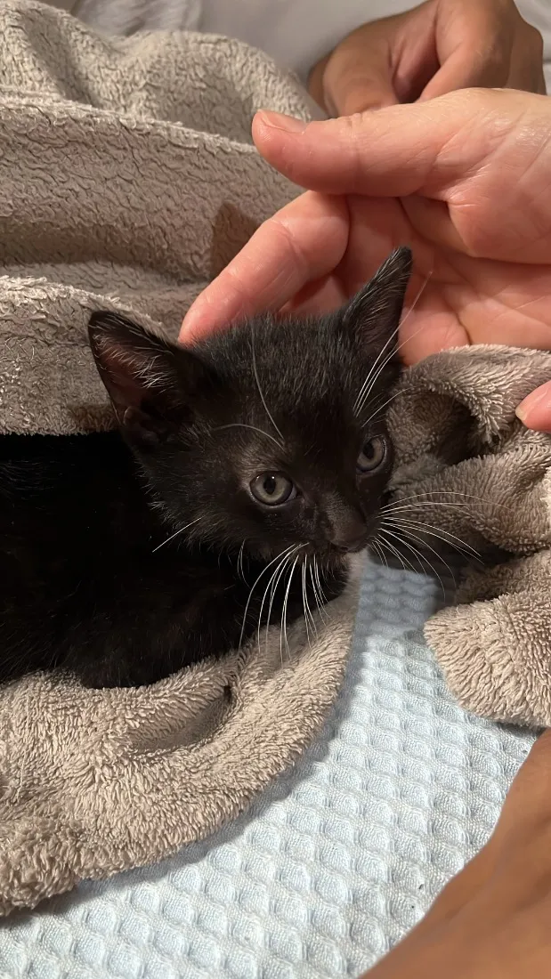 Gato raça SRD-ViraLata idade 2 a 6 meses nome Gracha