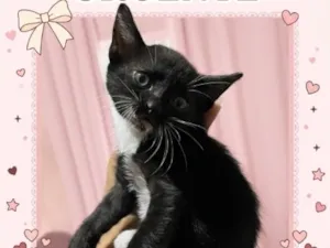 Gato raça SRD-ViraLata idade 2 a 6 meses nome Gracha