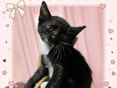 Gato raça SRD-ViraLata idade 2 a 6 meses nome Gracha