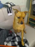 Rafael 
