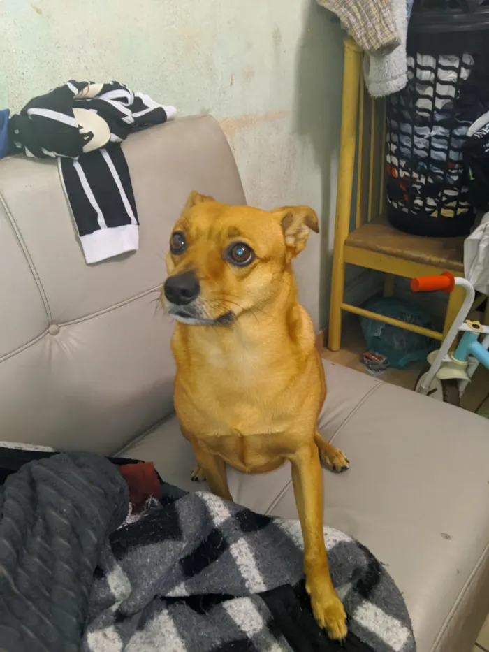 Cachorro raça SRD-ViraLata idade 4 anos nome Rafael 