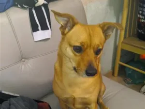 Cachorro raça SRD-ViraLata idade 4 anos nome Rafael 