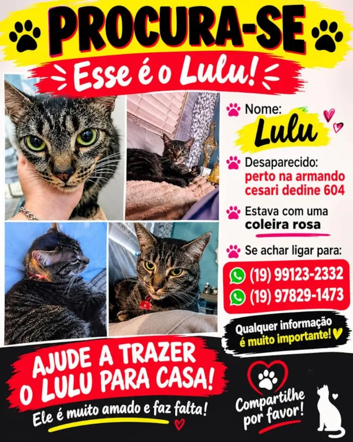 Gato raça SRD-ViraLata idade 2 anos nome Lulu
