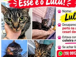 Gato raça SRD-ViraLata idade 2 anos nome Lulu
