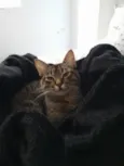 Lua