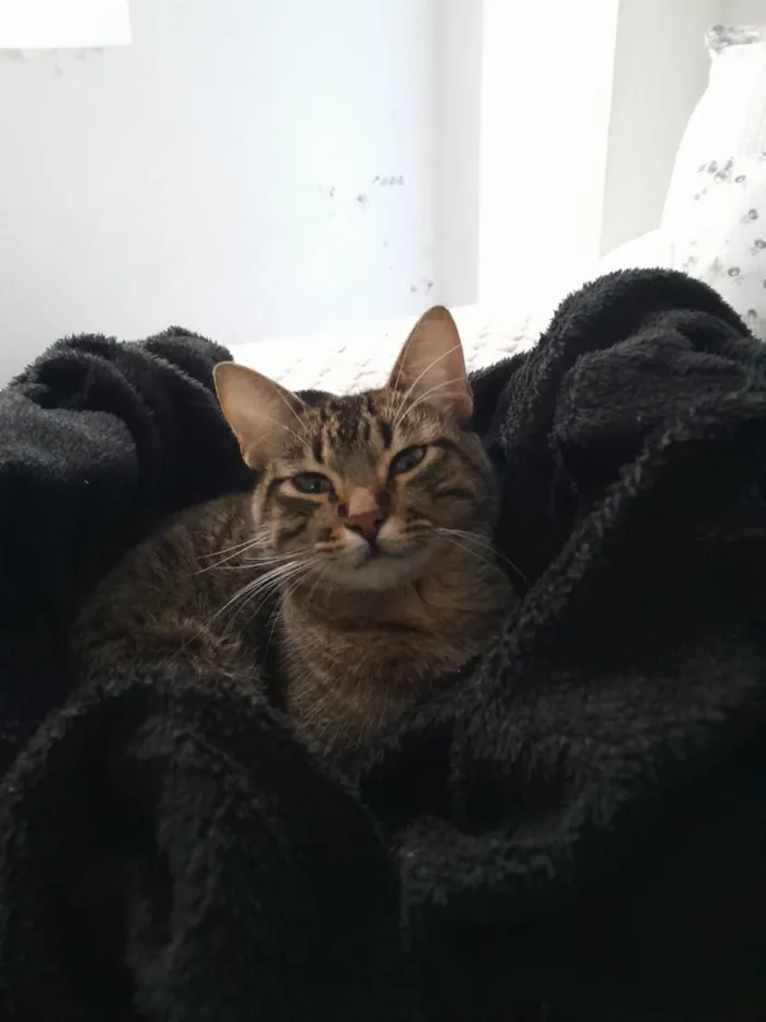 Gato raça SRD-ViraLata idade 6 ou mais anos nome Lua