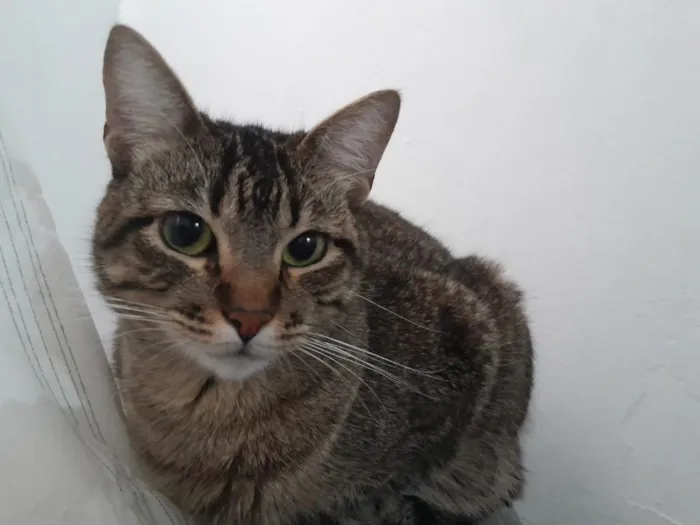 Gato raça SRD-ViraLata idade 6 ou mais anos nome Lua