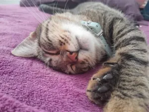 Gato raça SRD-ViraLata idade 6 ou mais anos nome Lua