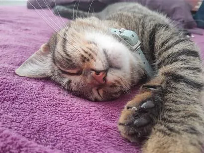 Gato raça SRD-ViraLata idade 6 ou mais anos nome Lua