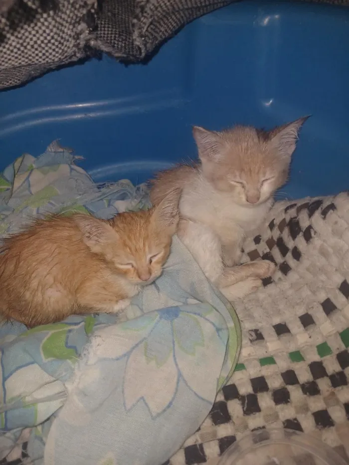 Gato raça SRD-ViraLata idade 2 a 6 meses nome docinhos 