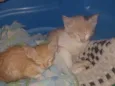docinhos 