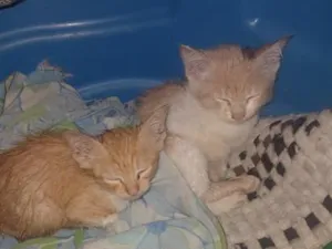 Gato raça SRD-ViraLata idade 2 a 6 meses nome docinhos 