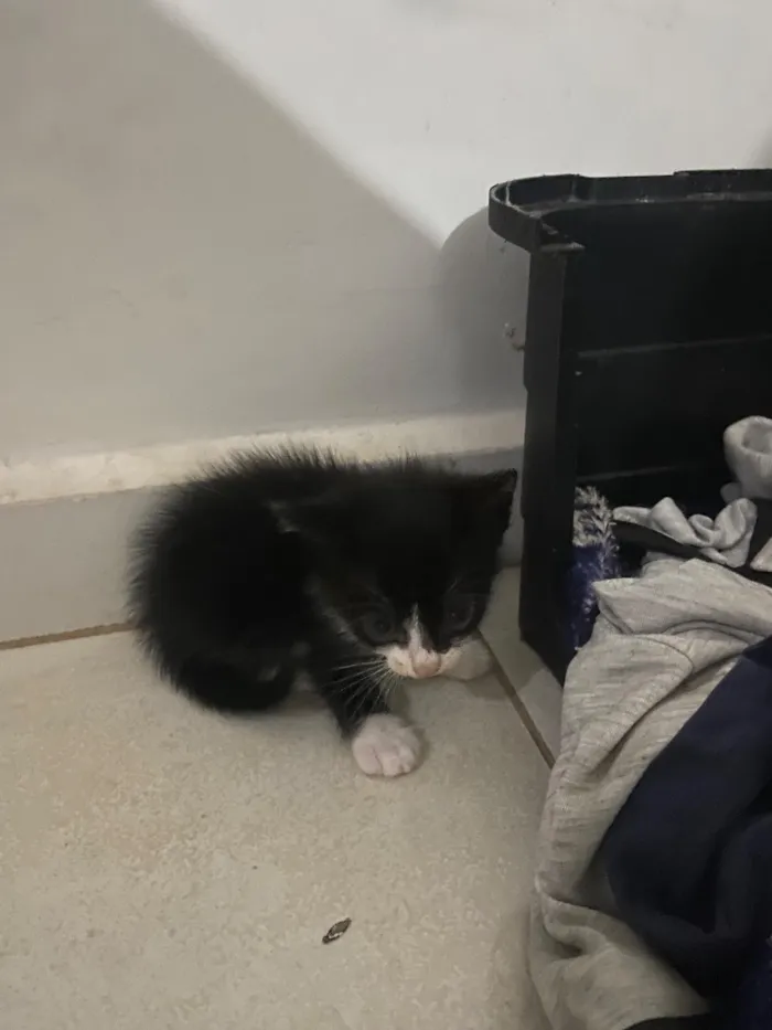 Gato raça SRD-ViraLata idade Abaixo de 2 meses nome Ainda não tem nome