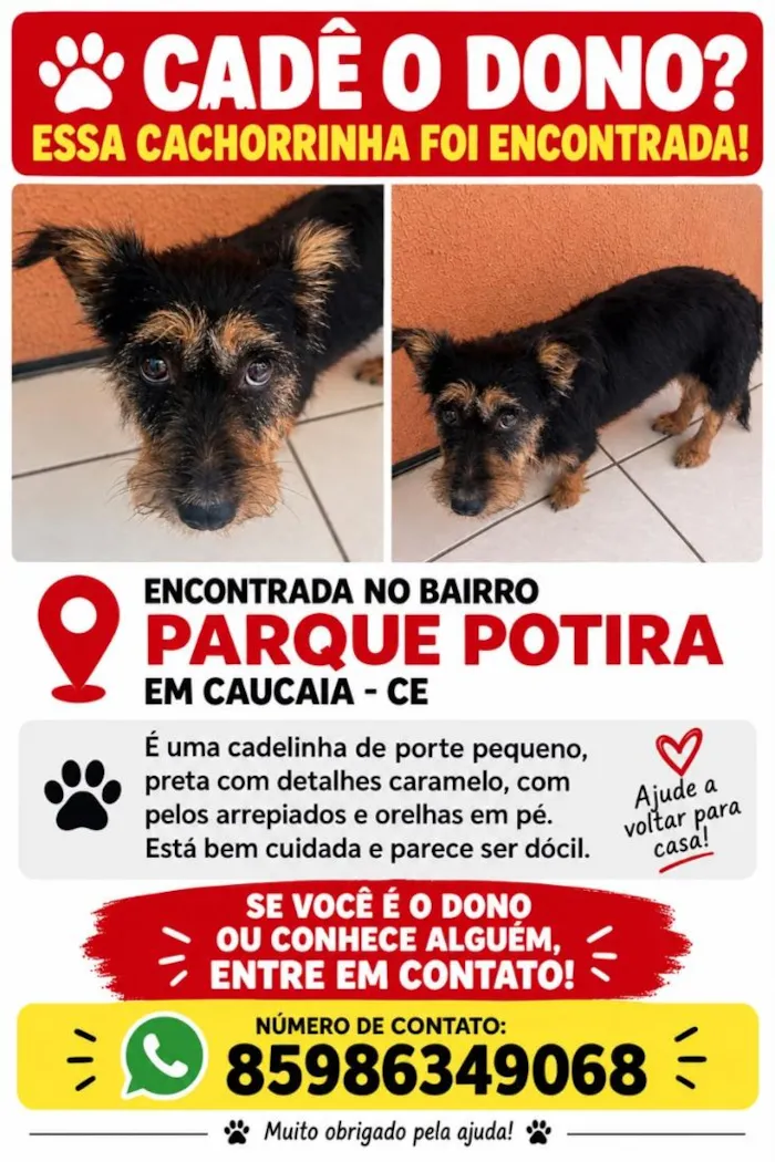 Cachorro raça SRD-ViraLata idade 1 ano nome resgatada