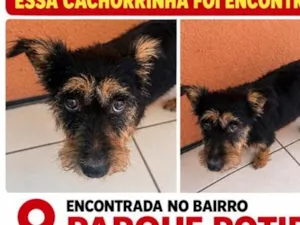 Cachorro raça SRD-ViraLata idade 1 ano nome resgatada