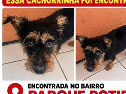 Cachorro raça SRD-ViraLata idade 1 ano nome resgatada