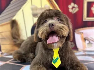 Cachorro raça SRD-ViraLata idade 1 ano nome Nick