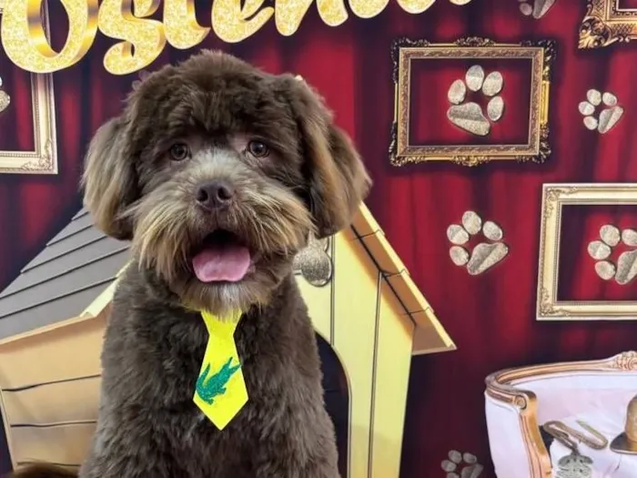 Cachorro raça SRD-ViraLata idade 1 ano nome Nick