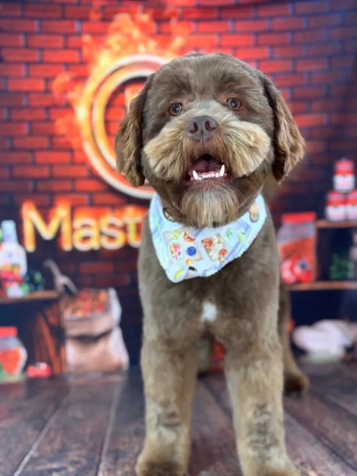Cachorro raça SRD-ViraLata idade 1 ano nome Nick